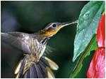 Kolibri - Vogel